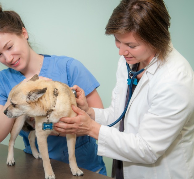 Veterinary Staff Employment Opportunities Vets Pets