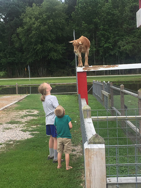 Children looking at a goat at the Family Fun Day in Youngsville